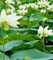 什么是存量房(什么是存量房地产买卖)