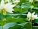4月1日消防员纪念日(4月1日消防员纪念日是真的吗)